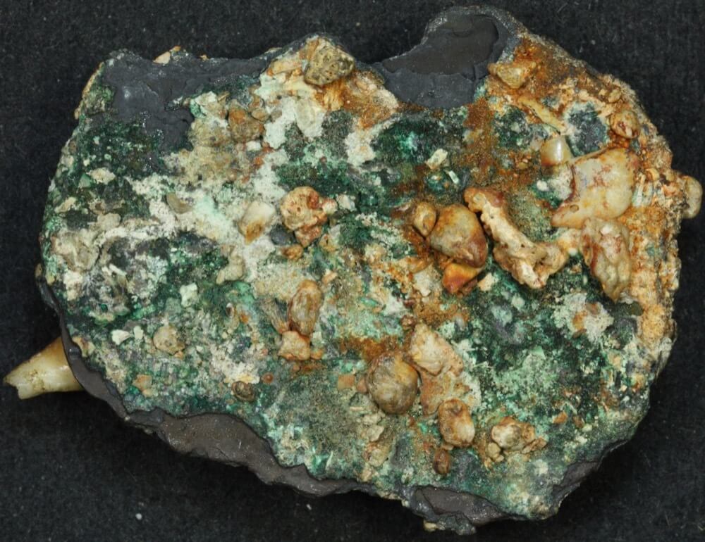 Unidentified ca 1652 Silver 8 Reales Ex Gilt Dragon shipwreck, encrusted with sediment and seashell WAM Cert # 10985