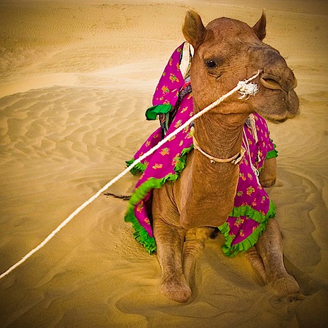 camel