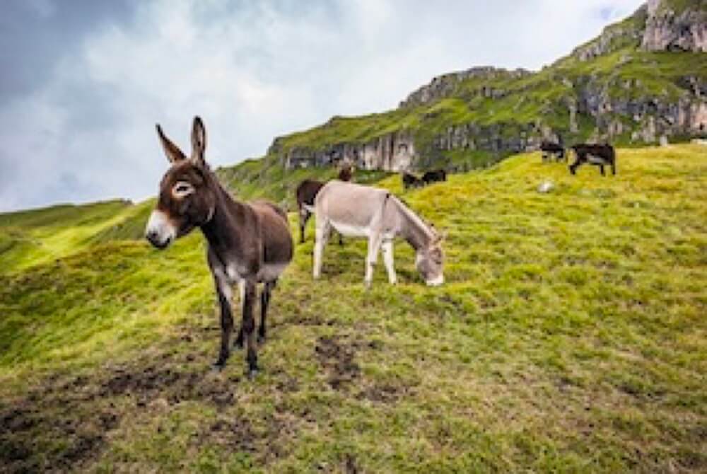 Mules Grazing