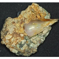 Unidentified ca 1652 Silver 8 Reales Ex Gilt Dragon shipwreck, encrusted with sediment and seashell WAM Cert # 10985