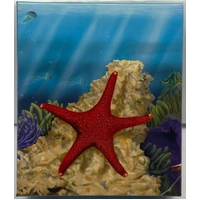 2011 Silver 1/2 Ounce Proof Reef - Starfish
