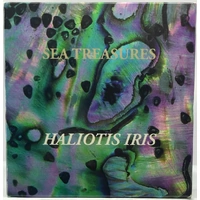 Palau 2012 Silver 5 Dollars Proof Coin Sea Treasures Haliotis Iris